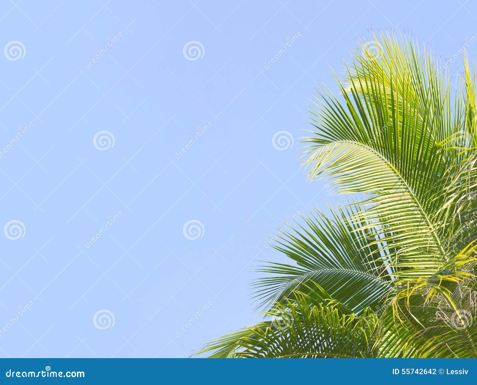 palm treeÃ¢â¬â¢s leaves